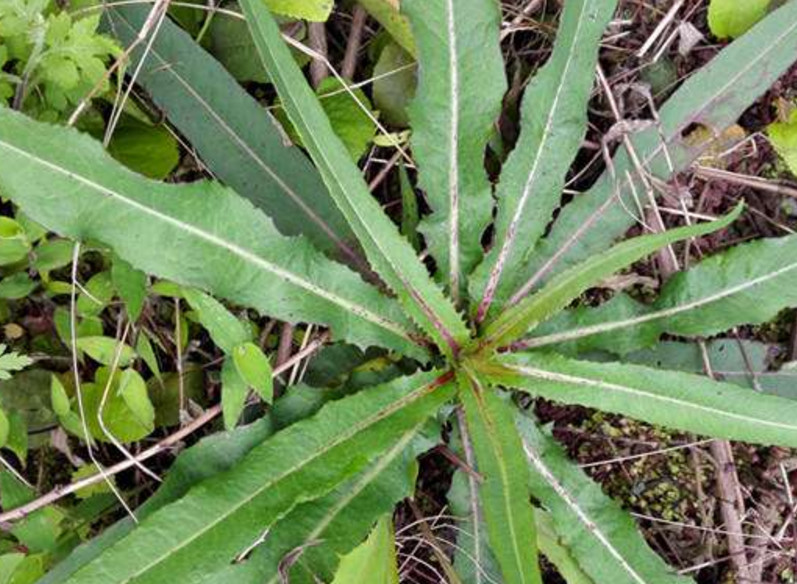 6月份必吃的野菜,被称为"奶浆菜",味道超级美味