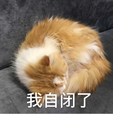 萌宠猫咪可爱表情包:我睡了,打钱也叫不醒的那种!