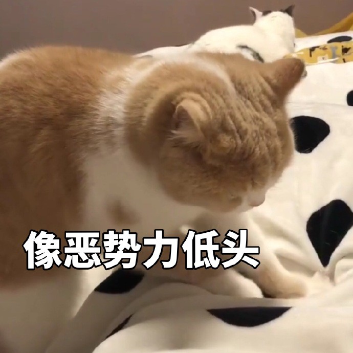 可爱小猫咪搞笑表情包:受够了生活的苦