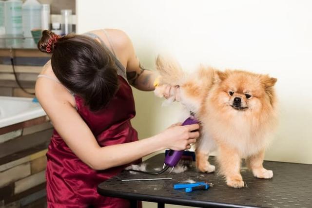 带狗狗剪毛,电剪和手剪有什么区别?只是价钱区别吗?