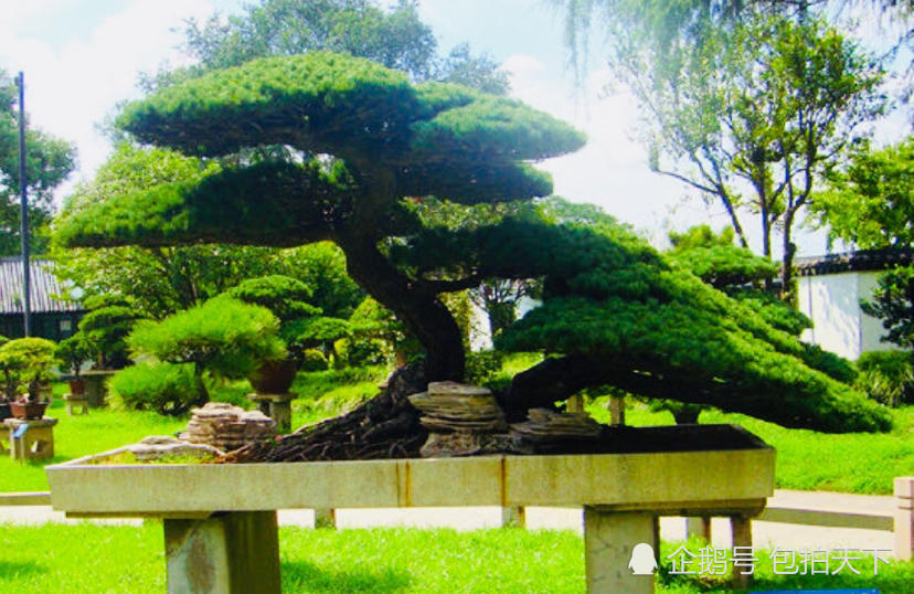 盆景欣赏:百看不厌的树桩盆景 体现的是盆景匠人的技艺和功力