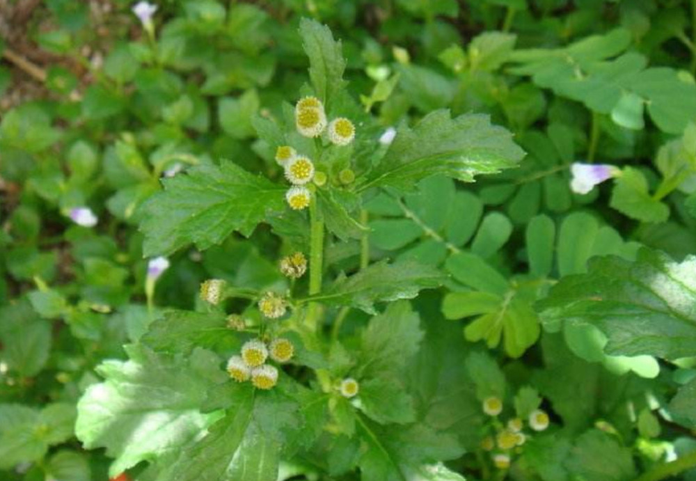 野草,鱼眼草,清热下火,农村,三仙菜