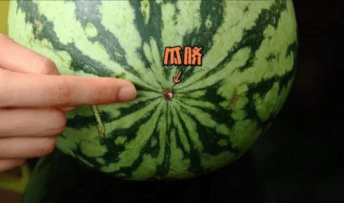 西瓜也有公母之分,尝过才知母的更甜,"母西瓜"有这3个