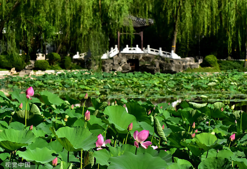 北京莲花池公园