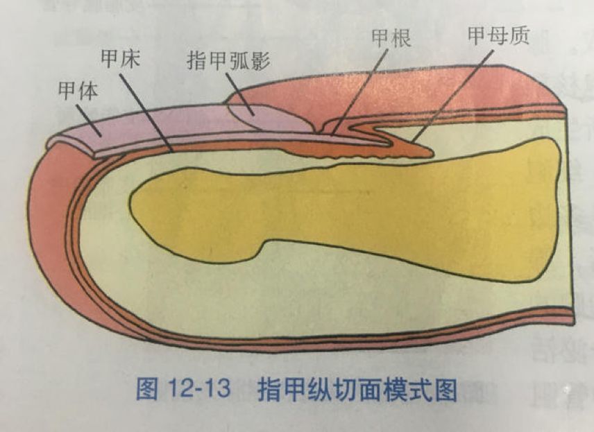 指甲有这6种表现,隐藏健康问题!快检查你家孩子有没有