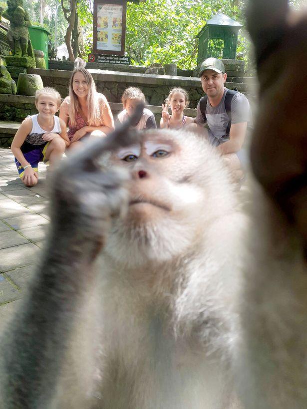 旅游,猴子,搞笑,巴厘岛