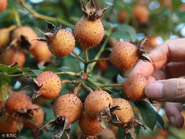 野果,水果,农村,山莓,刺梨,羊奶,胡颓子,维生素c,氨基酸