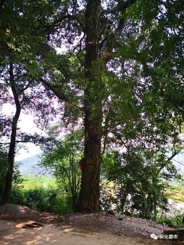 (上图为稠木树) 一棵为稠木树,地处维山乡黄古村,树龄约为280年.