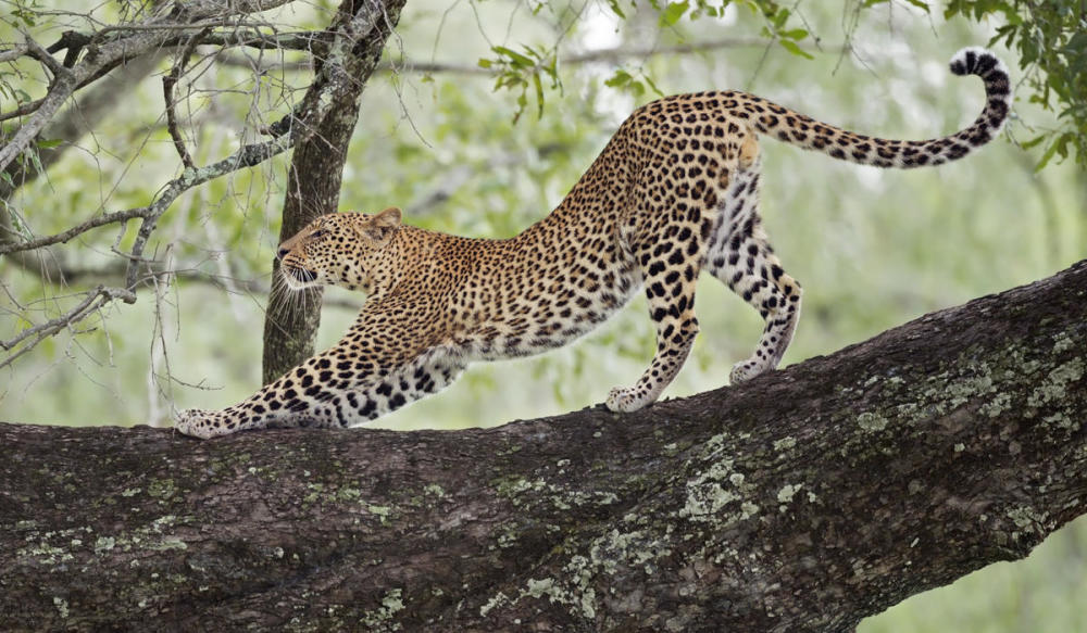 美洲豹喜欢栖息在树上,它的爬树本领很高超,跟花豹几乎不相上下,另外