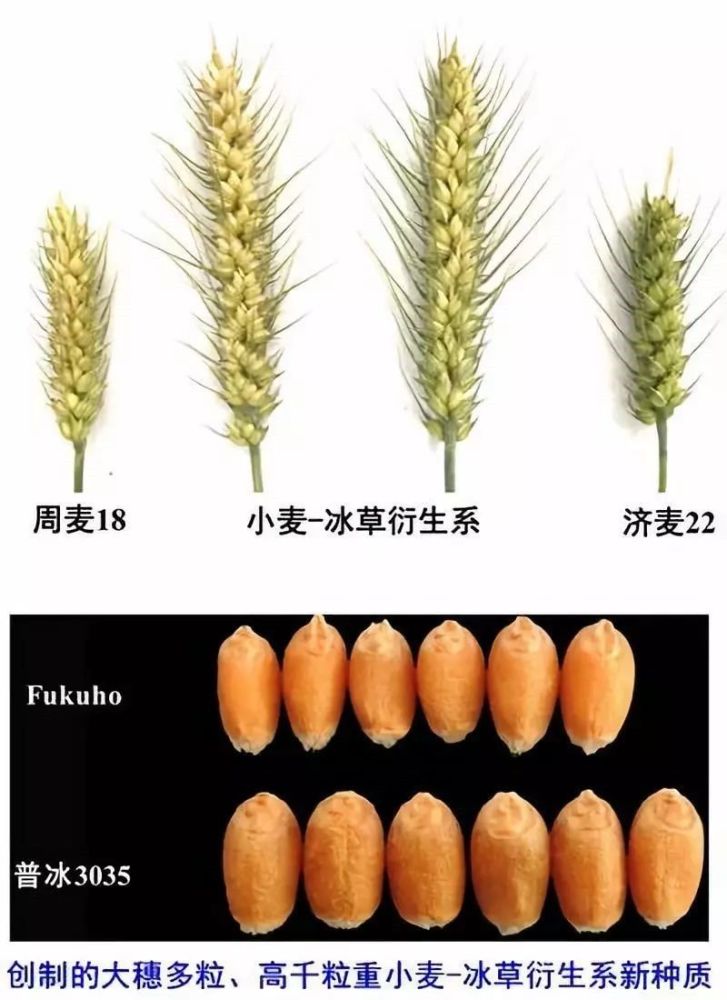 浅析远缘杂交:小麦加冰草,会不会碰撞出更好吃的面包?