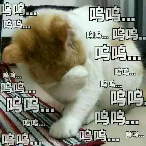 可爱猫咪搞笑表情包:冷静啊,杀人犯法,算了算了!