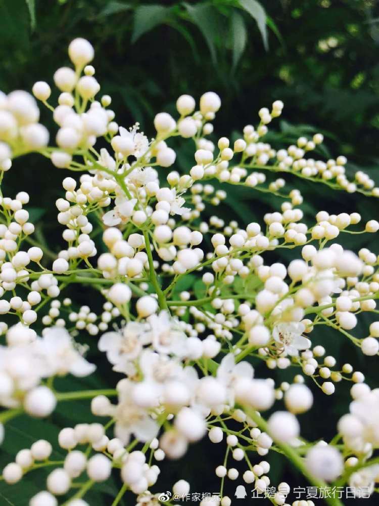 银川的珍珠梅开花了,正是赏花好时节!