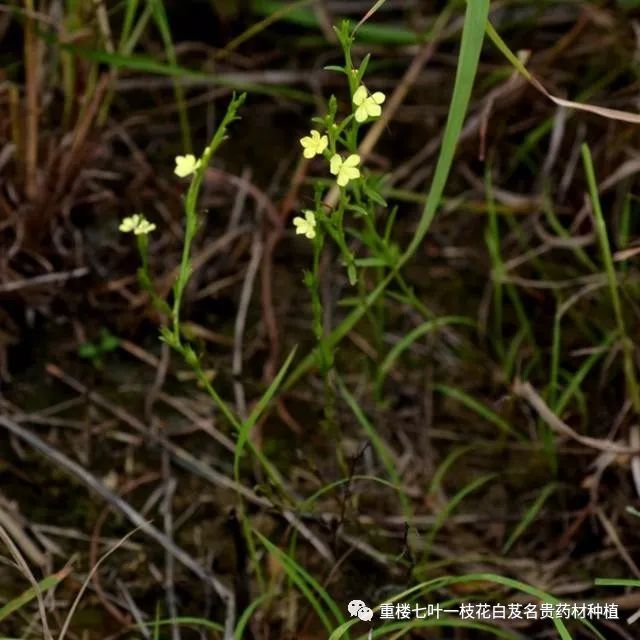 野草,独脚金,全国中草药汇编