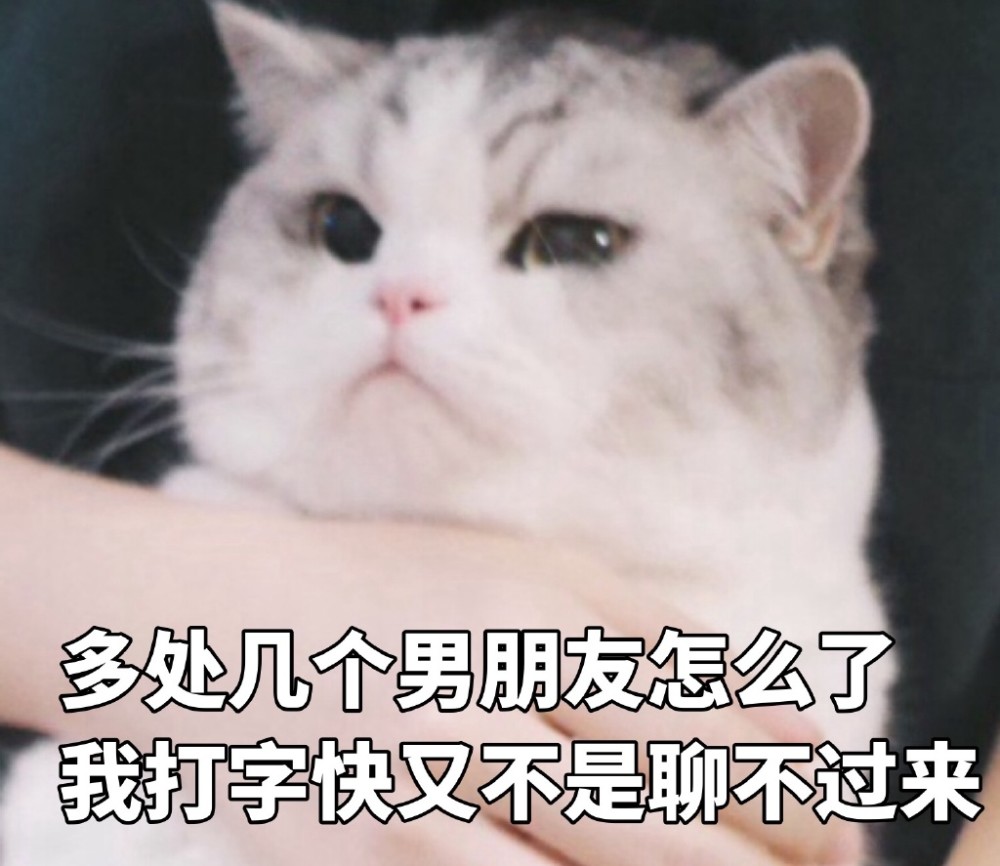 软萌可爱小猫咪搞笑表情包