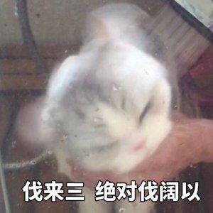 软萌可爱猫咪搞笑表情包:我知道日子不好过,可这他妈也太难过了