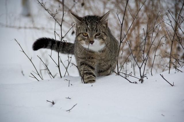 可别让猫咪感染上这种病 否则铲屎官也可能会跟着遭殃 又痒又痛 看点快报