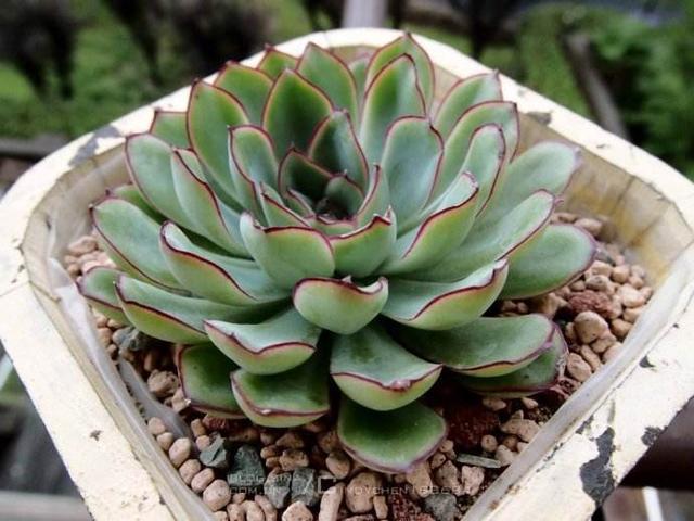景天科多肉植物里的大家族 拟石莲花属 看点快报