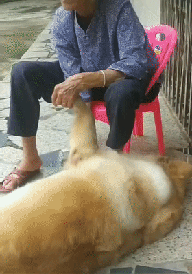 金毛回乡下会享受,爷爷奶奶轮番给其挠痒,狗:你看我舒服不