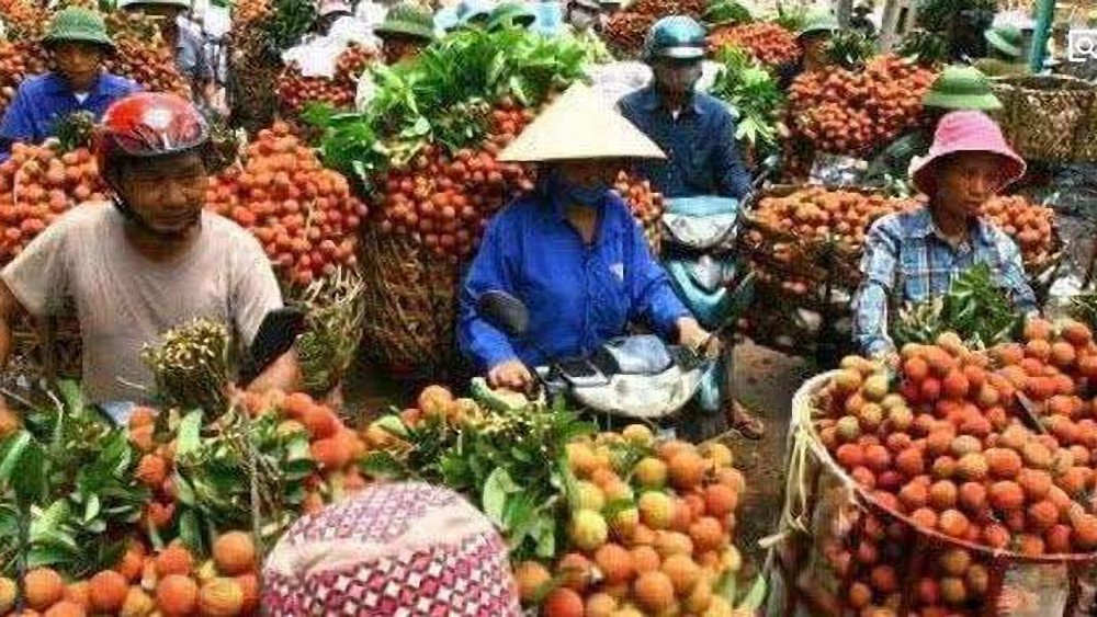 巴基斯坦,水果,越南,缅甸,中国