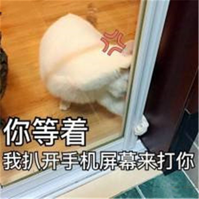 可爱萌宠猫咪搞笑表情包:被生活击垮露出无助的肥猫腿