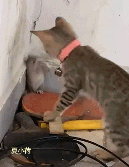 搞笑gif趣图:校运会开幕式上的表演,感觉男同学压力好大!