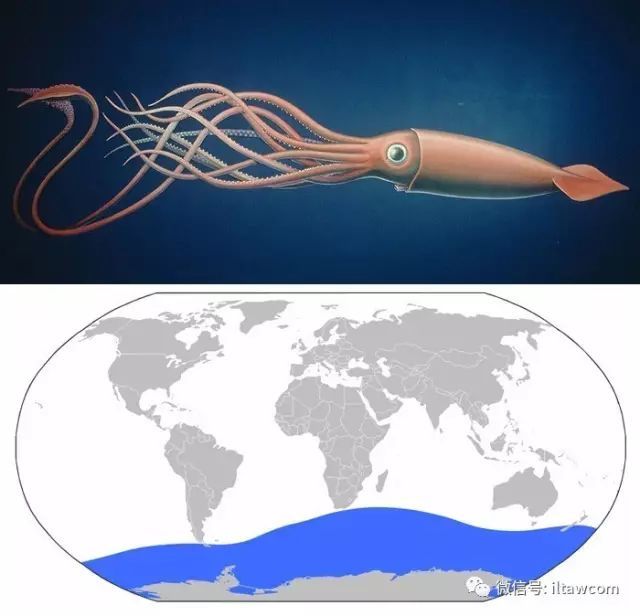 colossal squid