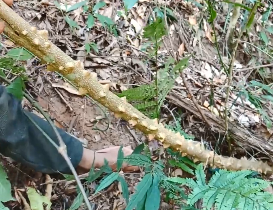 药材,飞龙掌血,大救驾,山里,植物