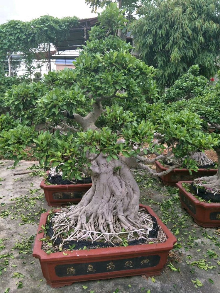 榕树盆景怎么养到根冒枝壮造型美,盆景大咖常用的3种方法