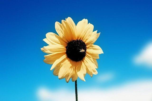 心理测试:哪一朵向日葵最阳光?测试你是一个正能量满满的人吗