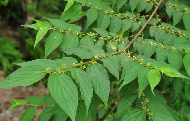 这种草药植物名叫"山芝麻"有生津止咳功效,若是见到还