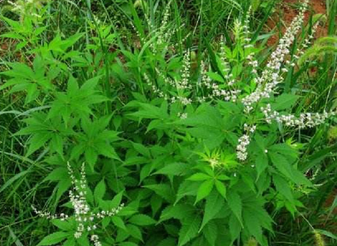 这种草药植物名叫"山芝麻"有生津止咳功效,若是见到还