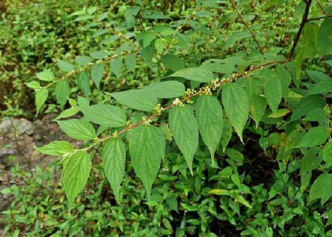 这种草药植物名叫"山芝麻"有生津止咳功效,若是见到还