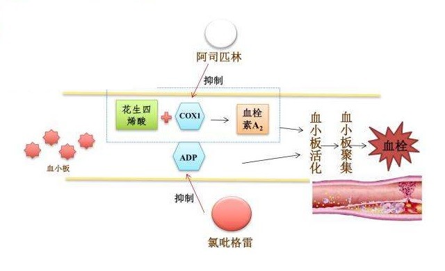 坚持服用阿司匹林,多久能达到效果不用再吃?这次终于明白了!