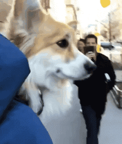 壁纸 动物 狗 狗狗 250_295 gif 动态图 动图