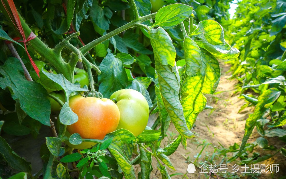 皖北农村麦收季节结束,农作物播种后旺长,葡萄桃子番茄长势喜人