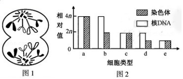 湖北教师资格证考试模拟试题 有丝分裂与减数分裂 模拟题 看点快报