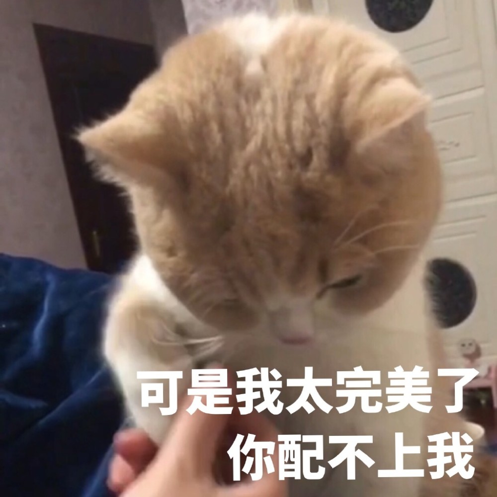 软萌可爱猫咪搞笑表情包:可是我太完美了,你配不上