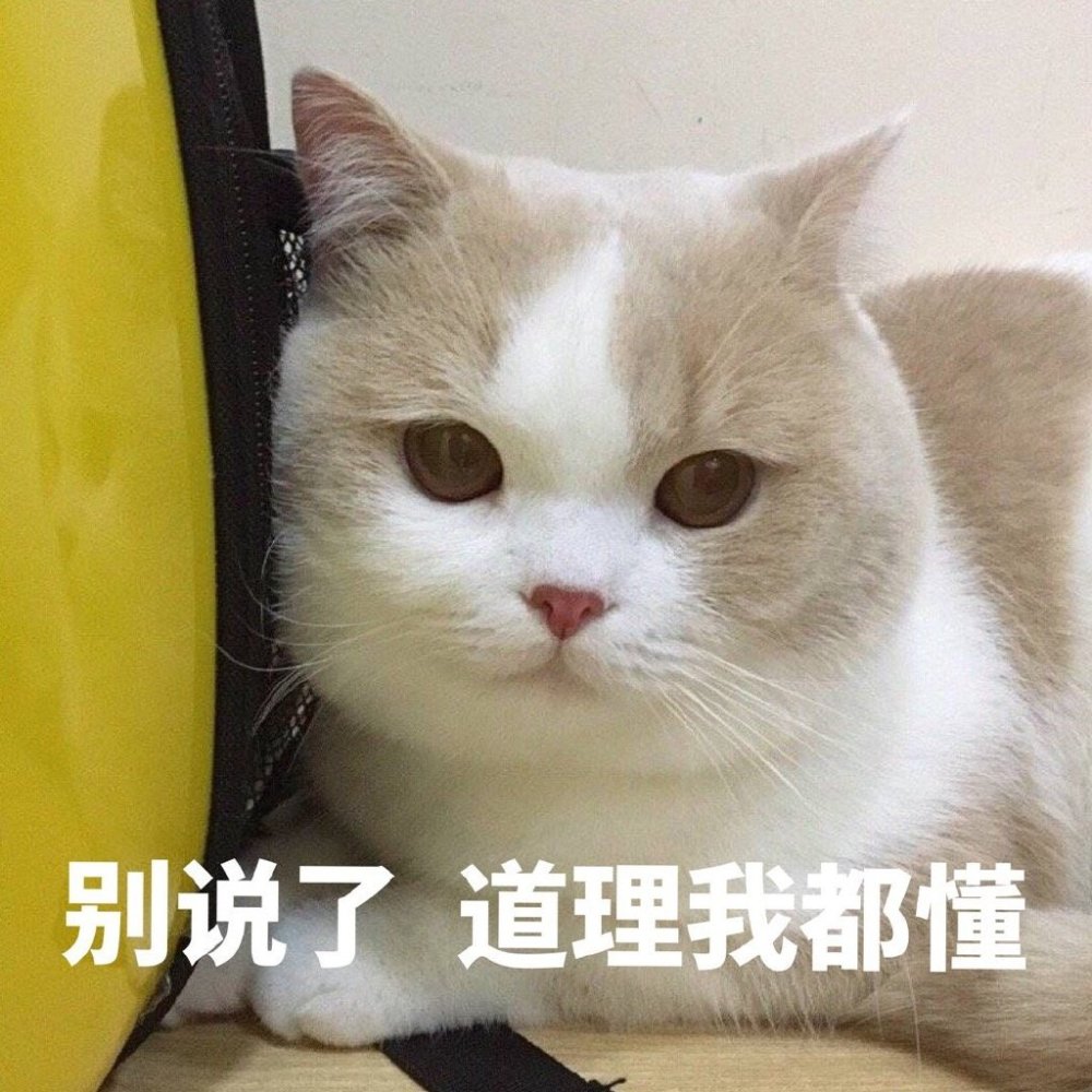 软萌可爱猫咪搞笑表情包:别说了,道理我都懂