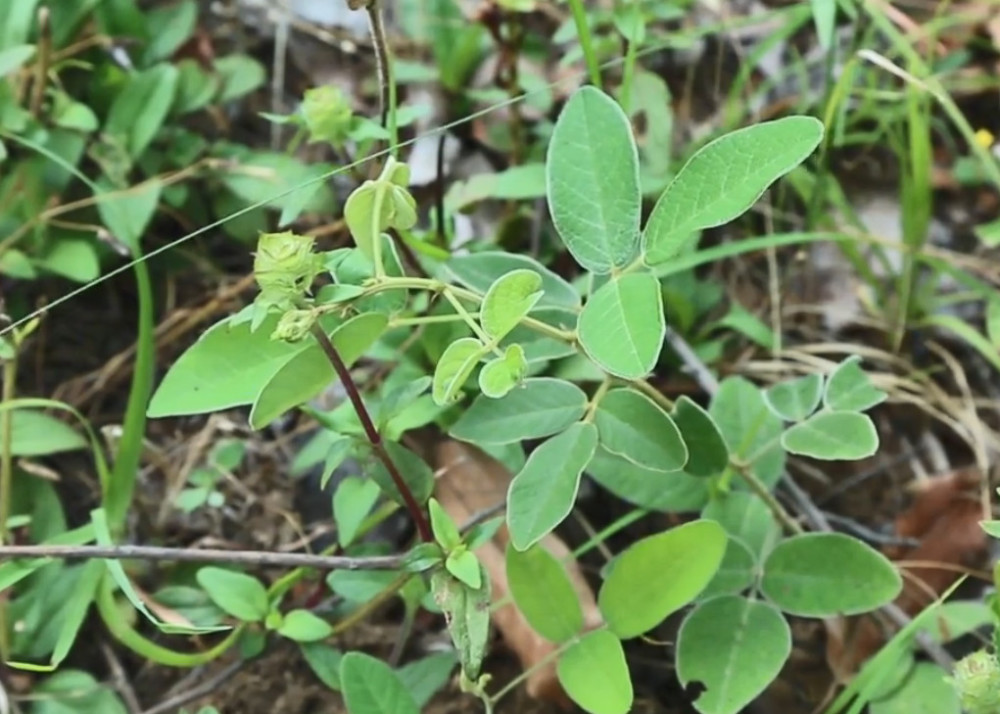 草药,胡枝子,野花生,野草,治痔疮