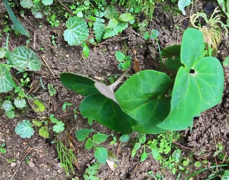 一种根细味香的珍贵药材,俗称"狗肉香",治疗胃痛感冒效果极佳