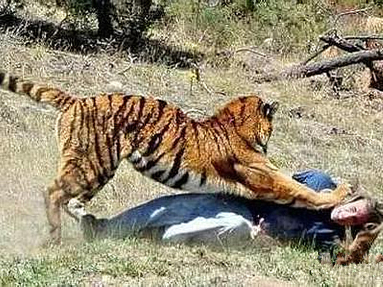 世界上最残忍的老虎,横跨两国吃掉数百人,死后吃人真相被挖出
