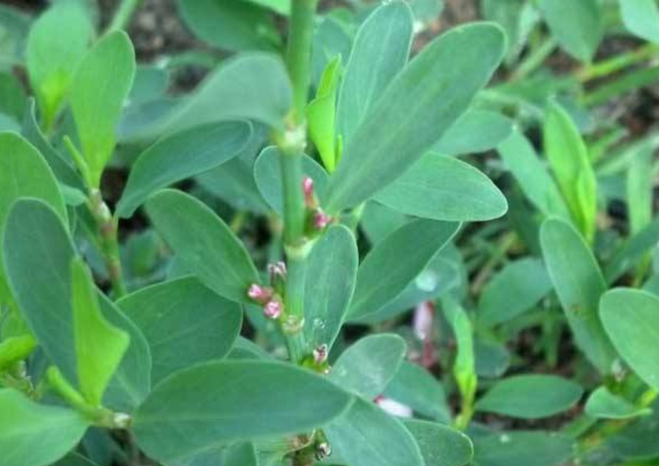 野草,猪牙草,扁蓄,治痔疮,药材