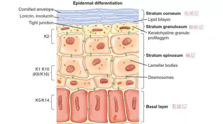 表皮: 表皮位于皮肤表层,由复层扁平上皮构成. a.