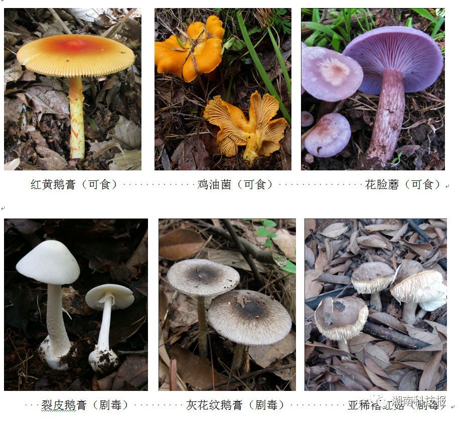 蘑菇,市场监管局,陈作红,野生菌
