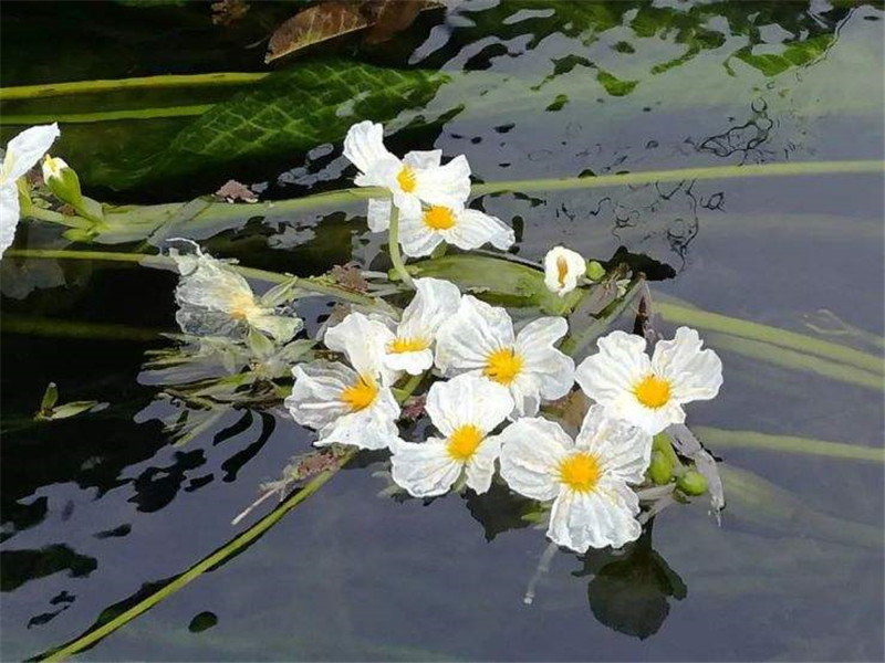 水性杨花,草本植物,云南,泸沽湖,波叶海菜花