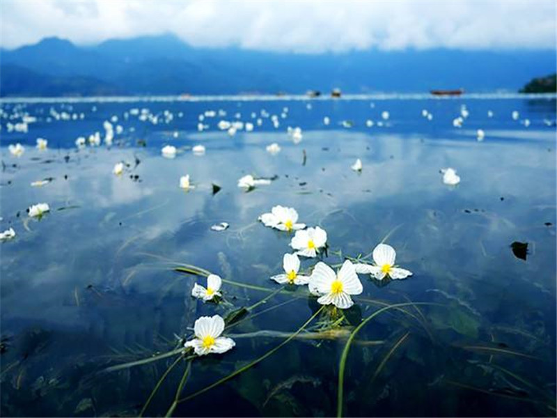 水性杨花,草本植物,云南,泸沽湖,波叶海菜花