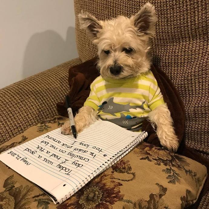 怎么养好萌萌的小凯恩梗犬?你不可错过的凯恩梗攻略