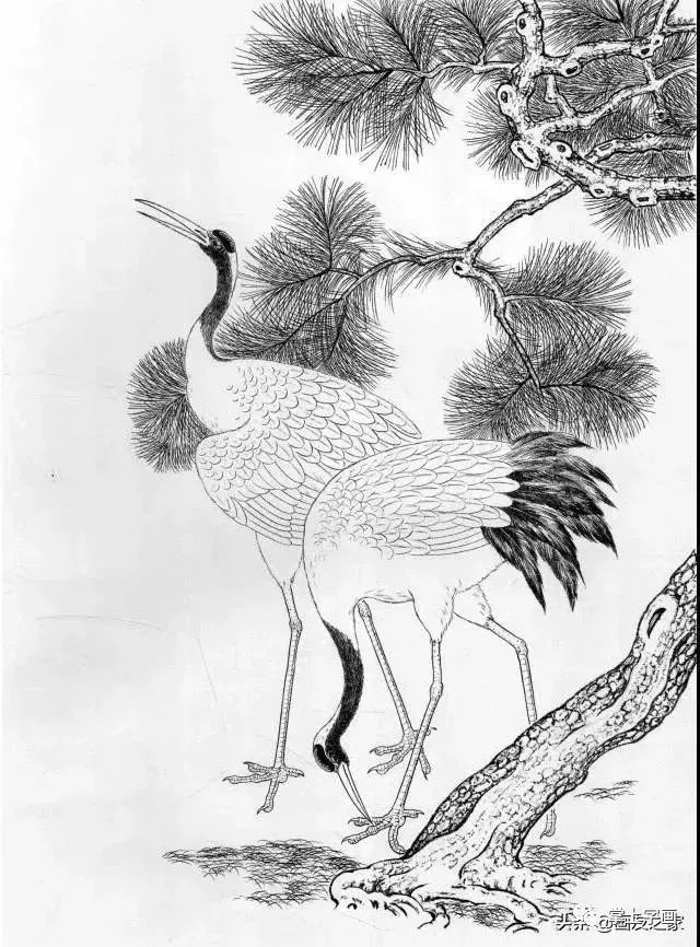 工笔仙鹤线描画谱,简洁漂亮