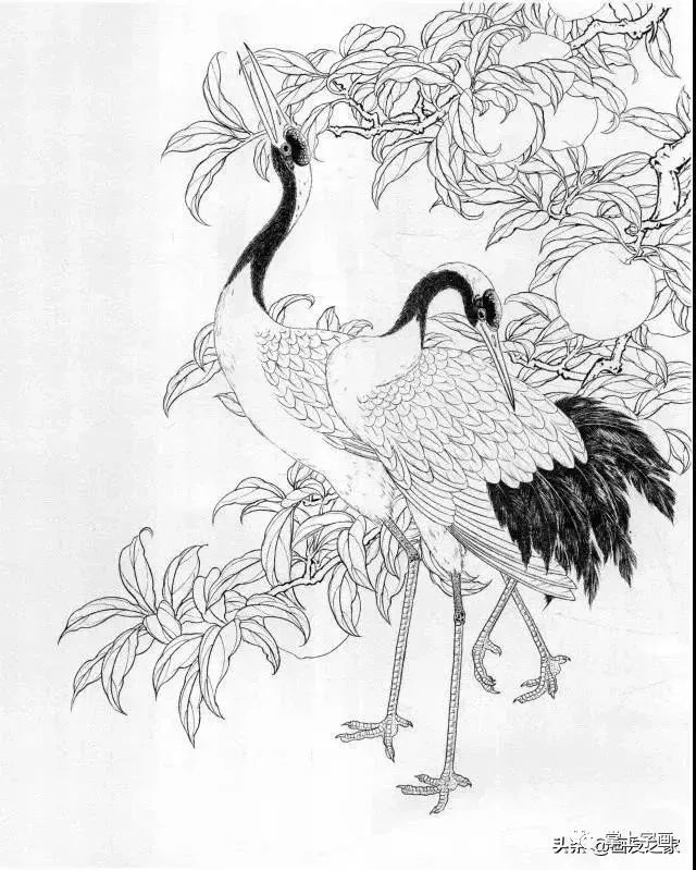 工笔仙鹤线描画谱,简洁漂亮