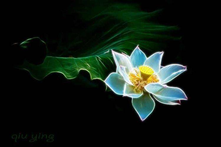 菡萏系含苞待放时的莲花. 郑国兴 淤泥不染翠荷香,轻舞横塘泛玉光.